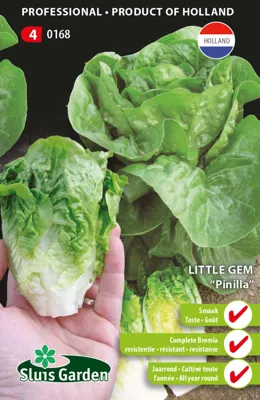 Romeinse sla Little Gem Pinilla (Ook als wintersla te zaaien)