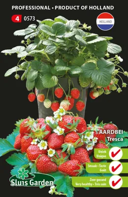 Aardbei Tresca (semi-grootvruchtig)