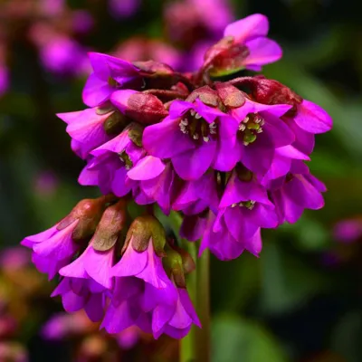 Bergenia cordifolia Shoeshine Rose
