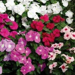 Catharanthus roseus Atlantis Apricot