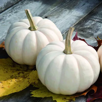 Cucurbita Casperita F1
