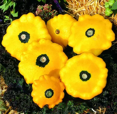Curcubita Patisson Sunburst