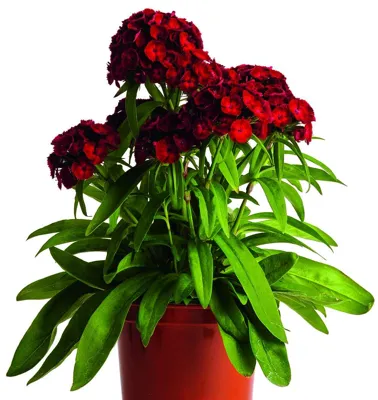 Dianthus barbatus Dash F1 Crimson