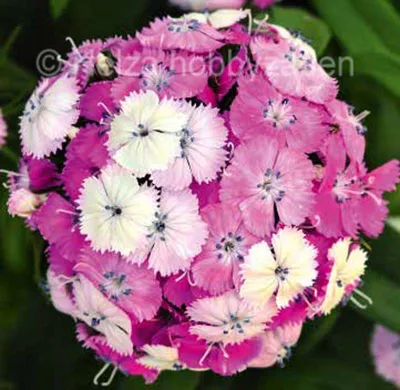 Dianthus barbatus Dash F1 Magician