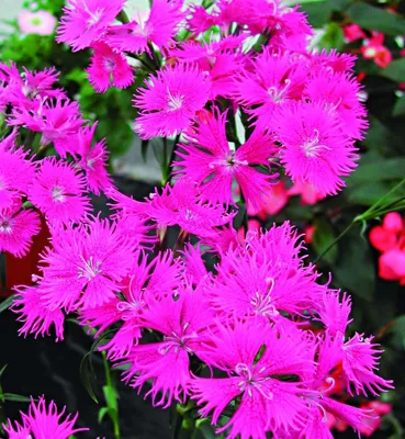 Dianthus barbatus Bouquet F1