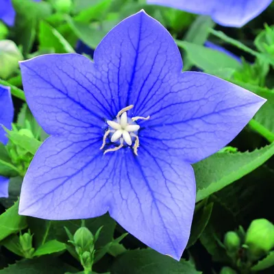 Platycodon grandiflorus Blue