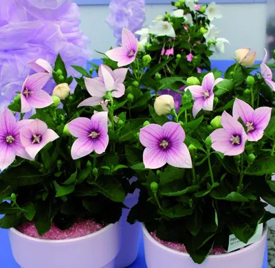 Platycodon grandiflorus Rose