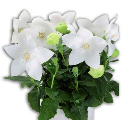 Platycodon grandiflorus White