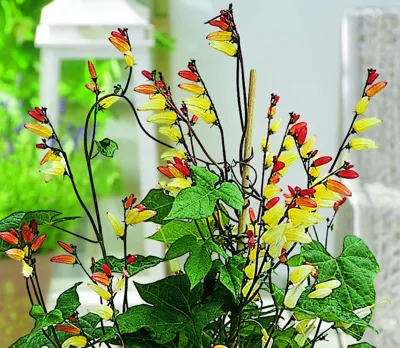 Quamoclit lobata
