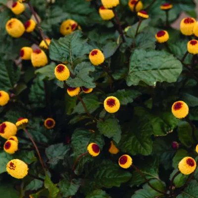 Spilanthes oleracea Peek-A-Boo