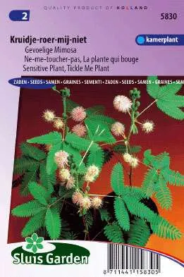 Kruidje roer me Niet (mimosa)