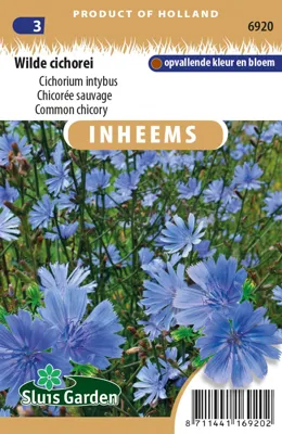 Wilde cichorei Cichorium intybus