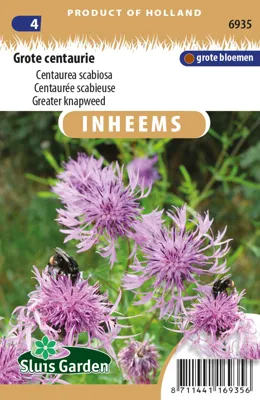 Greater knapweed
