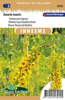 Zwarte toorts Verbascum nigrum