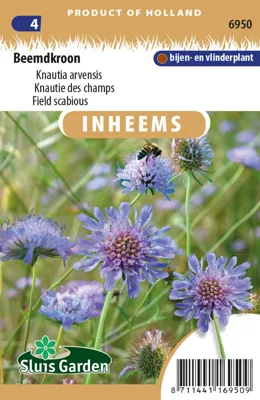 Beemdkroon Knautia arvensis
