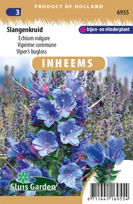 Slangenkruid Echium vulgare