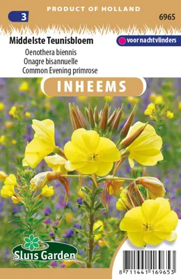 Middelste Teunisbloem Oenothera biennis