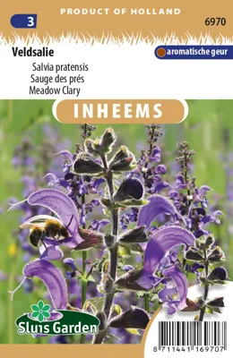 Veldsalie Salvia pratensis