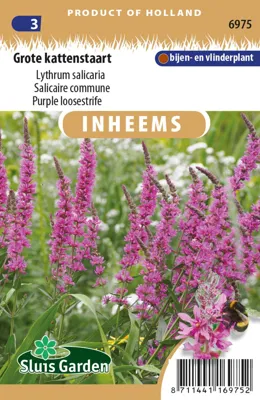Grote kattenstaart Lythrum salicaria