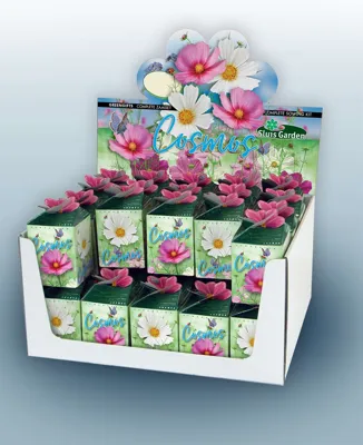 Greengift, Cosmea 40 pcs in showbox