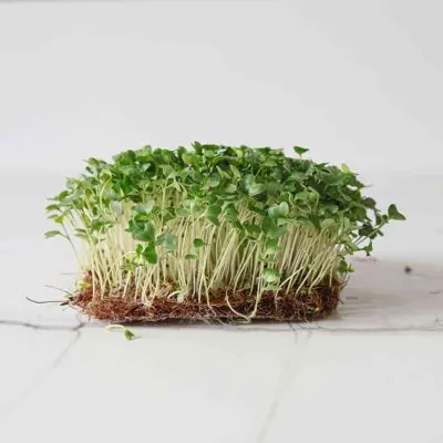 Spruitgroente Broccoli Calabrese ca 10 gram
