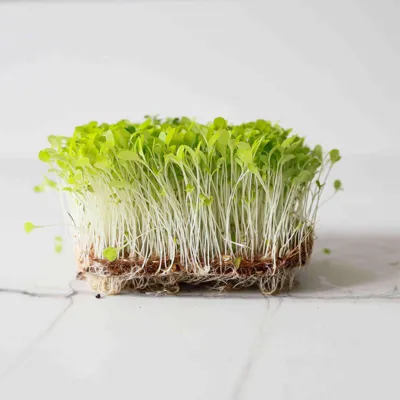 Spruitgroente Lettuce Crisp ca 10 gram