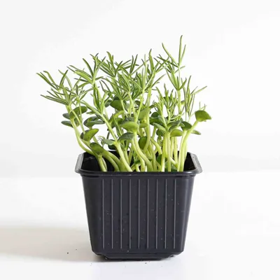 Spruitgroente Lupine ca 10 gram