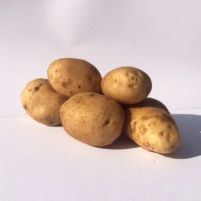 Obama 28-40 per Kg.