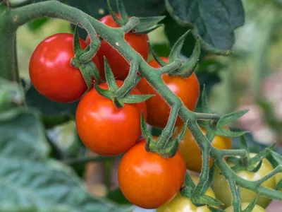 Tomaat Cherry Primabella Bio 7 zaden