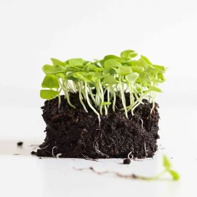 Spruitgroente Basilicum Italiaanse ca 10 gram