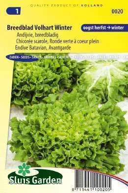 Andijvie breedblad volhart winter