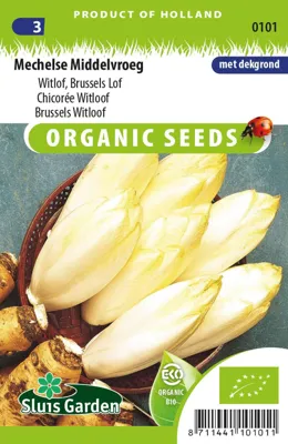 Witlof Mechelse Middelvroeg Eco