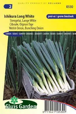 Stengelui Alium Ishikura Lange Witte