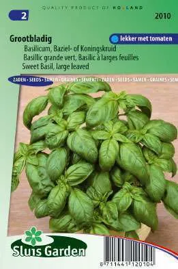 Basilicum Grofbladige