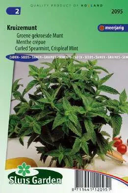 Spearmint curled, Crispleaf Mint (Mentha spicata crispa)