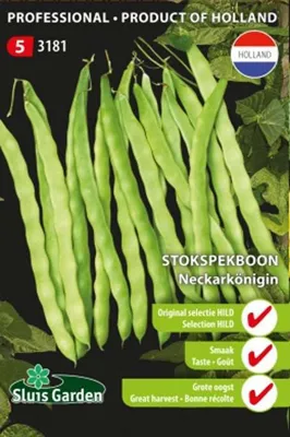 Climbing French bean Neckarkönigin