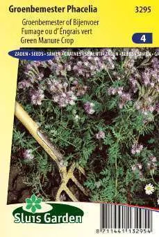 Phacelia