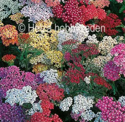 Achillea x millefolium Colorado