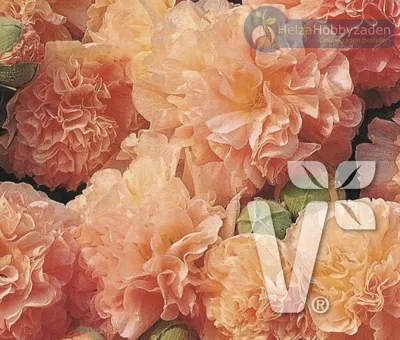 Alcea rosea Chaters Apricot