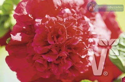 Alcea rosea Chaters Scarlet
