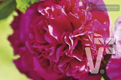 Alcea rosea Chaters Violet