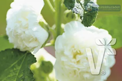 Alcea rosea Chaters White