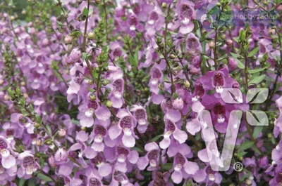 Angelonia x gardneri Angelito® F1 Rose zomerorchidee, pillenzaad