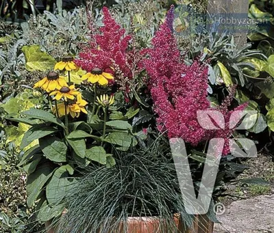 Astilbe x arendsii Astary® Rose | spiraea