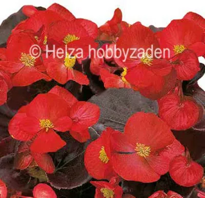 Begonia x semperflorens Marsala® F1Scarlet