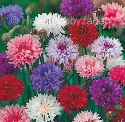 Centaurea cyanus CABRILLA® MIX Cabrilla® Mix