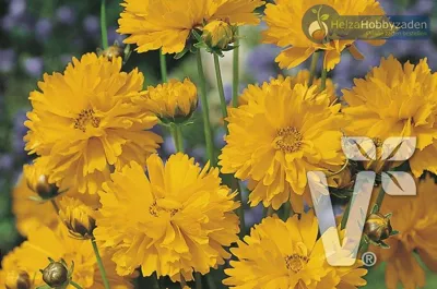 Coreopsis grandiflora EARLY SUNRISE Early Sunrise