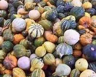 Cucurbita species – Lagenaria siceraria Kalebassen Mix