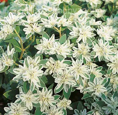 Euphorbia marginata EISZAPFEN Eiszapfen