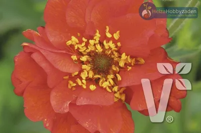 Geum x chiloense Feuerball (Mrs. Bradshaw)